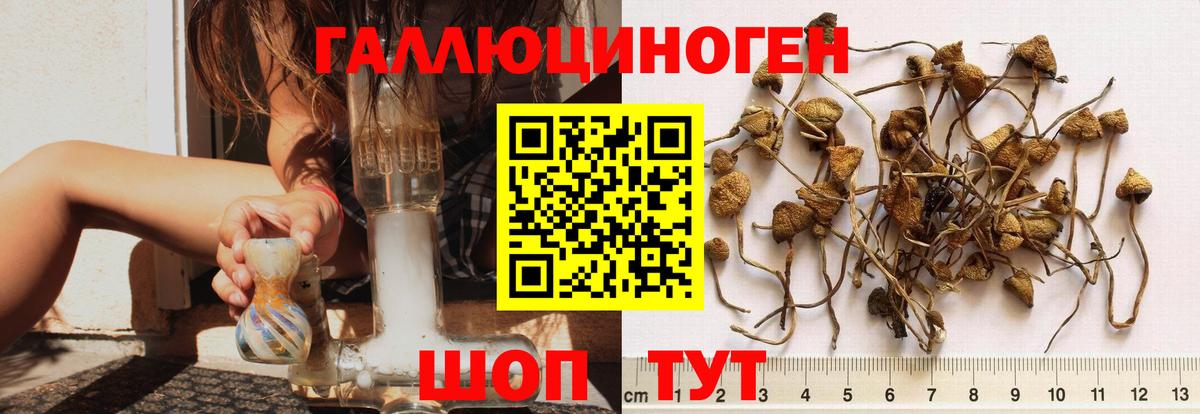 Воткинск  Псилоцибиновые грибы Cubensis  Вход с VPN 